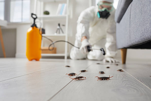 Commercial Rodent Management in Elmwood Park
